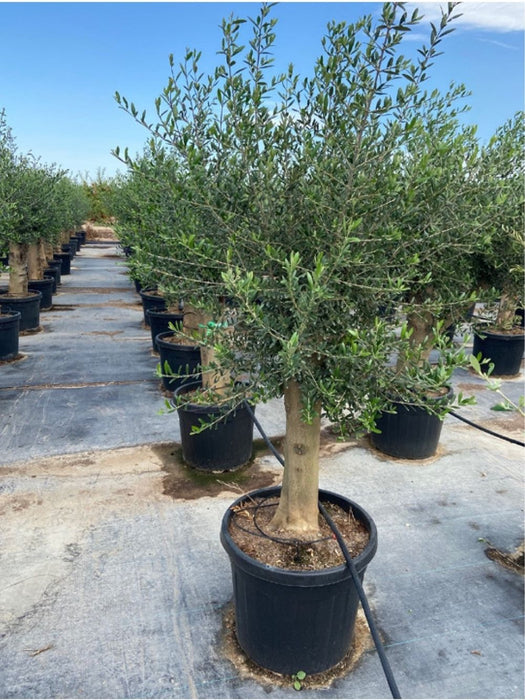Olea Olive tree 210cm